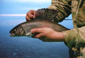 Рыбалка на хариуса в пермском крае - Как лучше всего использовать