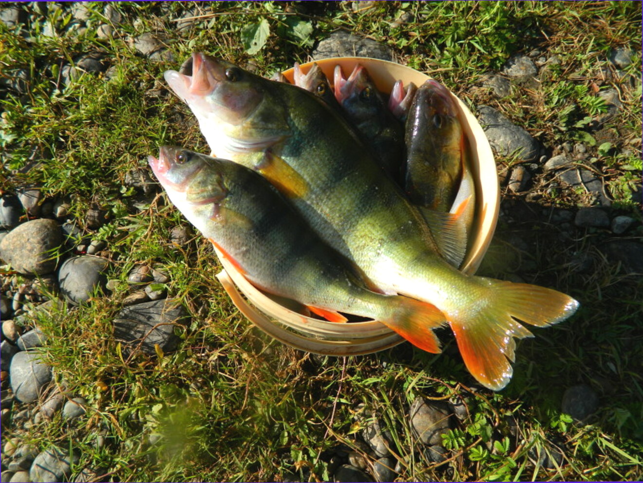 рыбалка на окуня в кемеровской области