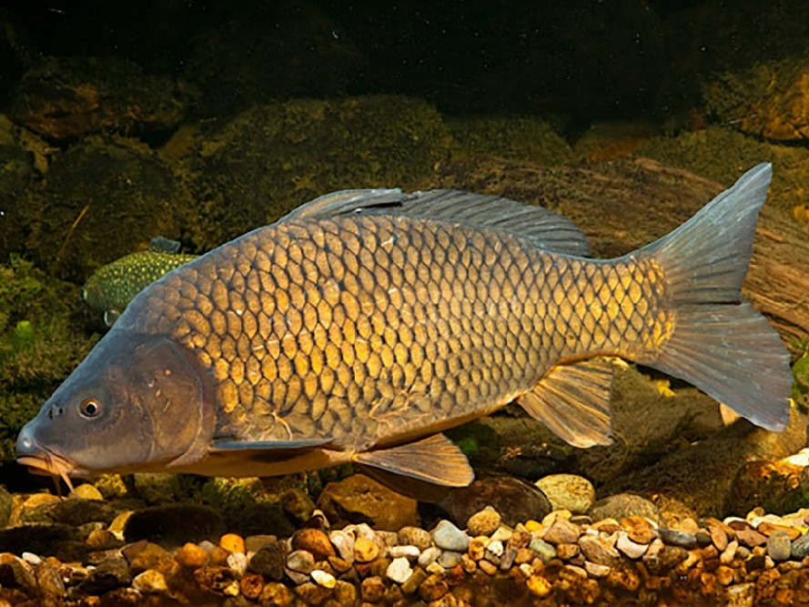 Карп, описание рыбы